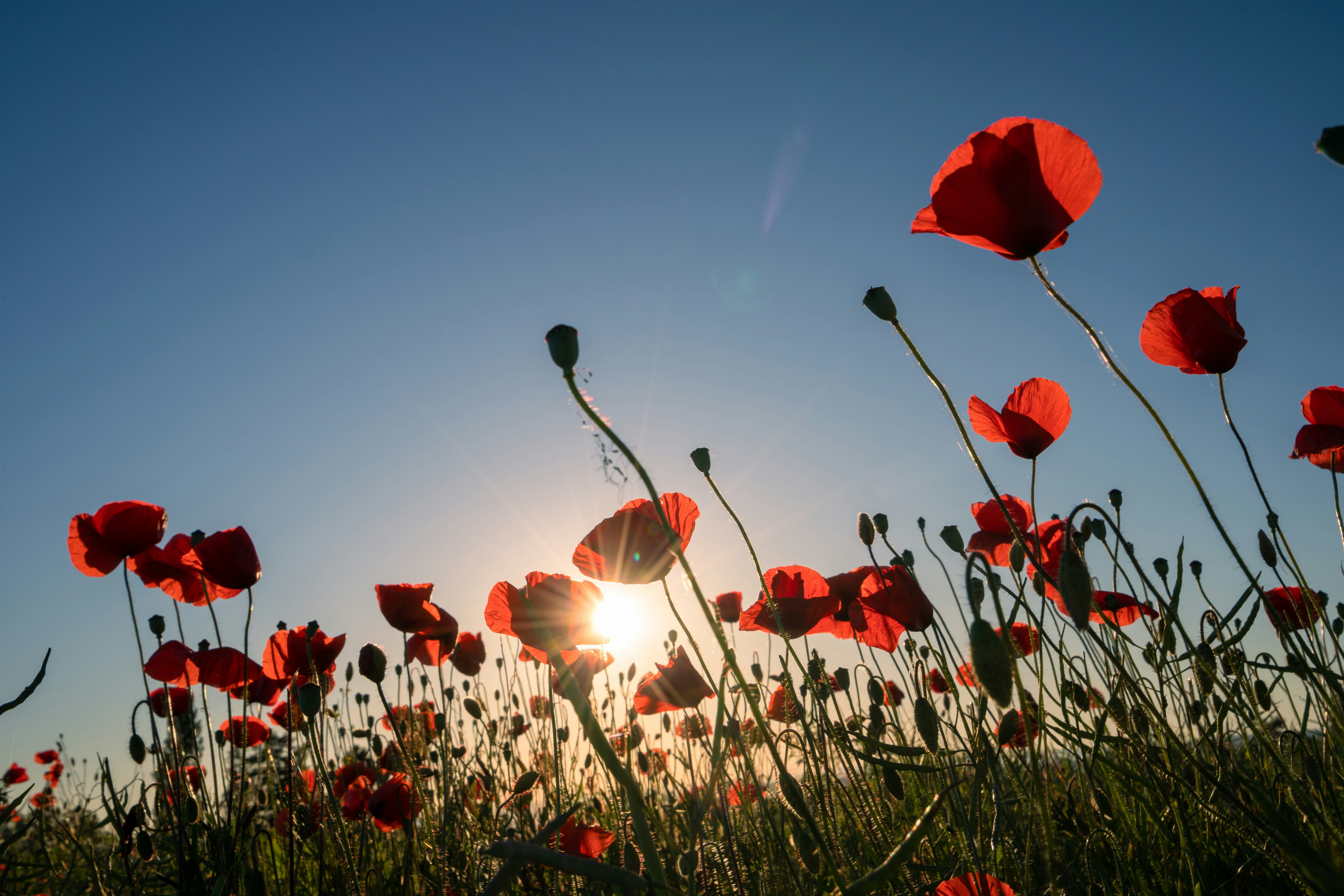 red flowers under blue sky during daytime